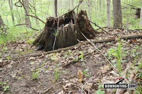 Morel Mushroom Hunting Tips and Tactics