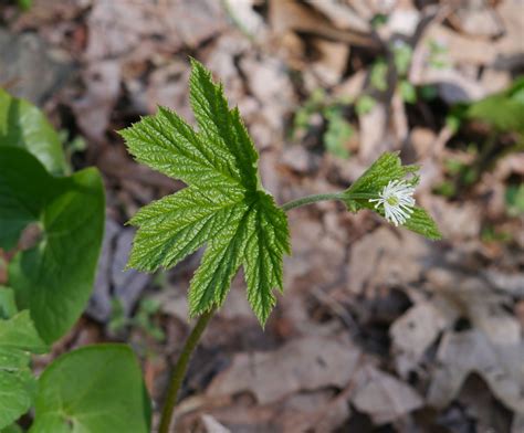 Goldenseal | Identify that Plant