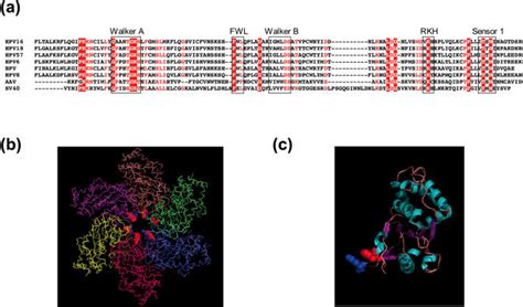 Conserved amino acids in helicase superfamily 3, structure of SV40... | Download Scientific Diagram