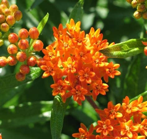 Plant Profiles: Butterfly Milkweed - Dyck Arboretum