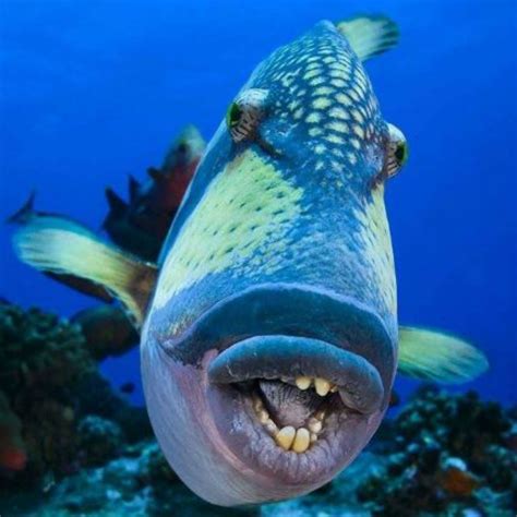 kem.American fishermen discovered a rare blue fish with unique ...