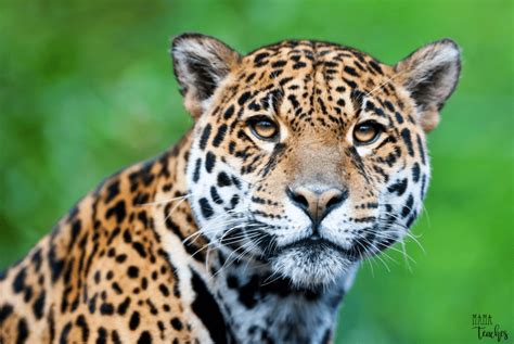 Fun Facts About Jaguars for Kids: Animal Facts for Kids - Mama Teaches