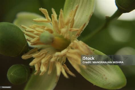 Aegle Marmelos Flower Stock Photo - Download Image Now - Alcohol - Drink, Apple - Fruit, Bael ...