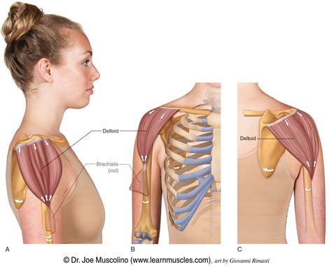 Deltoid Muscle Anatomy