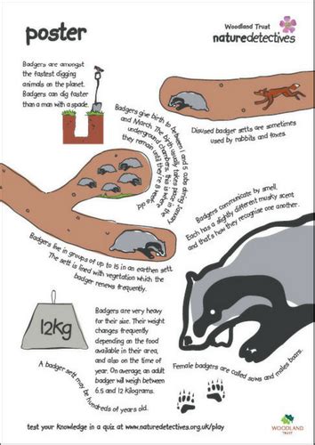 Badger Facts - Posters | Teaching Resources