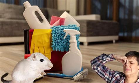 The Ultimate Step-by-Step Guide to Cleaning Your Gerbil's habitat - 2024