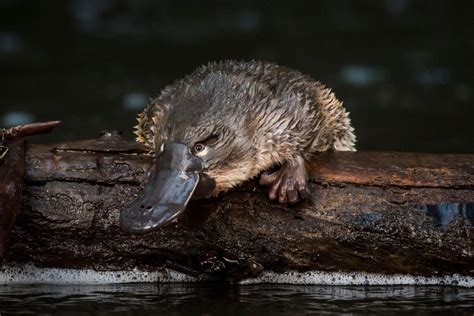 Help save the platypus - Australian Geographic