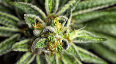 15 Best Hybrid Marijuana Strains on the Market ~ Green Society Blog