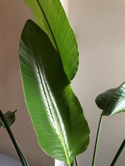 Birds of paradise plant leaf curl in the Houseplants forum - Garden.org