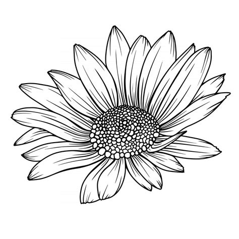 Daisy Flower Outline Daisy LIne Art Line Drawing chamomile outline ...