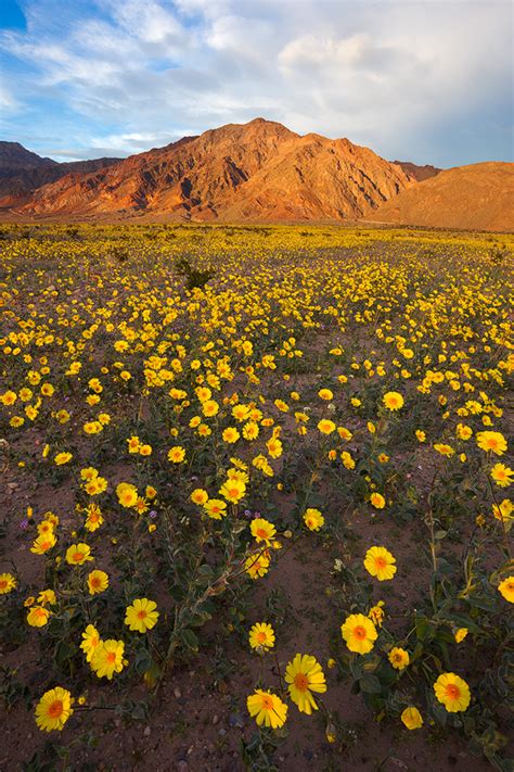 Death Valley Wildflower Update: Prelude to a Super Bloom? — Sarah Marino & Ron Coscorrosa ...