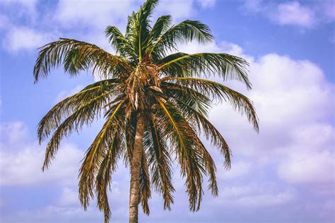 Coconut Tree · Free Stock Photo