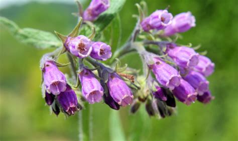 Propagate Comfrey From Root Cuttings For An Easy Way To Grow New Plants | Horticulture Magazine