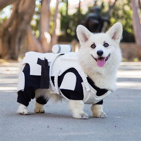 Stormtrooper corgi is the fluffiest, most adorable dog in space | Corgi dog, Corgi, Pet ...