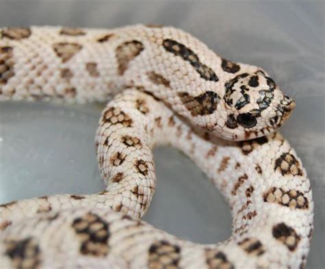 10 More Western Hognose Morphs - ReptileWorldFacts