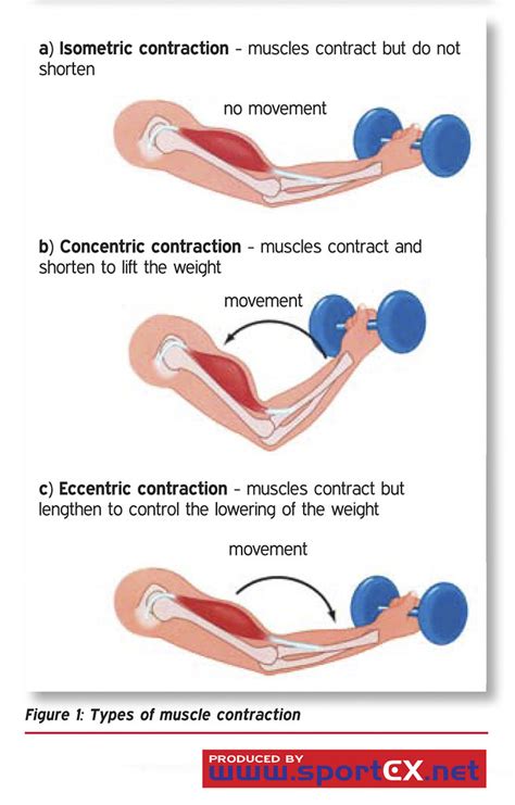 Types of muscle contraction | sportEX dynamics 2010;23(Jan):… | Flickr