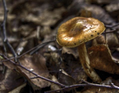 Alaska Mushroom Photograph by Grover Woessner - Fine Art America