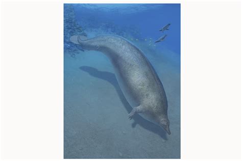 "Perucetus colossus", el animal más pesado de la Tierra, habitó en el Perú| Galería Fotográfica ...