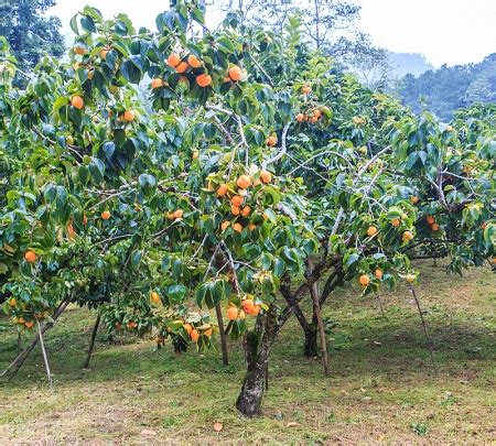 American Persimmon Tree