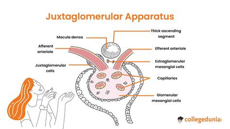 Juxtaglomerular apparatus is made up of