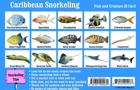 Caribbean Snorkeling Fish Identification Card – Franko Maps