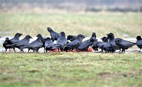 Corvus corax - Monaco Nature Encyclopedia