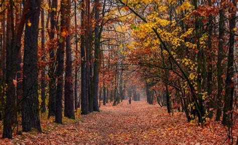 Premium Photo | Autumn forest. landscape. autumn colors