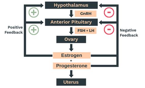 A Positive Feedback Mechanism Regulates Which of the Following Hormone