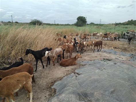 Rearing Goats. Natural Scene Stock Image - Image of rearing, natural ...