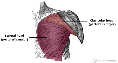 Muscles of the Pectoral Region - Major - Minor - TeachMeAnatomy