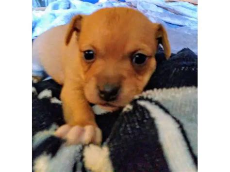 4 Jack Chi Puppies for Christmas in Las Vegas - Puppies for Sale Near Me