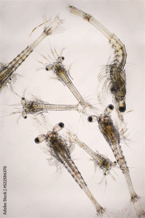 Shrimp, Zoea stage and Mysis stage of Vannamei shrimp in light microscope, Shrimp larvae under a ...