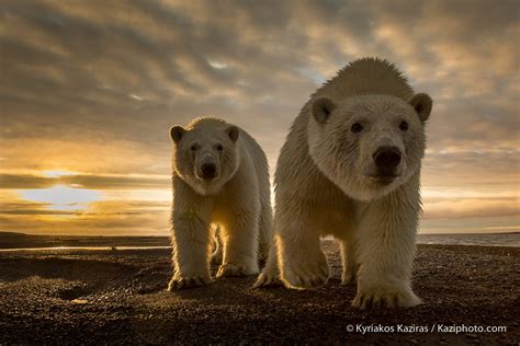 500px Blog » » Best of 2014: Top 10 Animal Photos