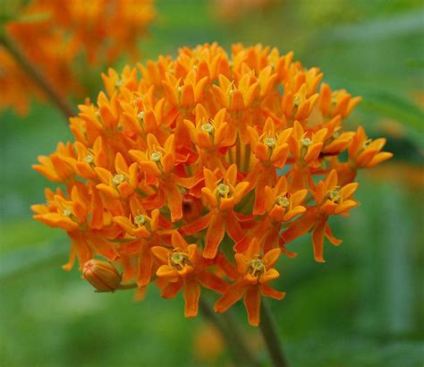 Plus de 20 ASCLÉPIADES Orange Sauvage de lEst de lAmérique - Etsy France