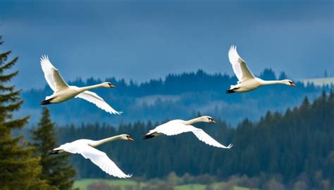 Can Swans Fly? Unveiling Bird Flight Mysteries