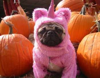 The Best Pug Costumes Known To Man