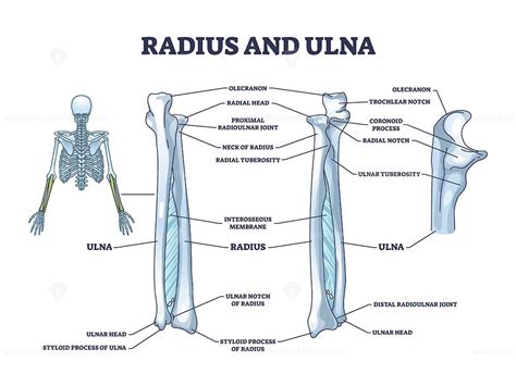 Radius and ulna bone anatomy with arm skeletal structure outline diagram. Labeled educational ...