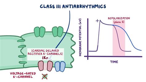 Class III antiarrhythmics: Potassium channel blockers | Osmosis