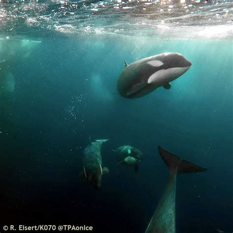 Some love for the blackfish, TPAonIce: Meet our teenage killer whales ...