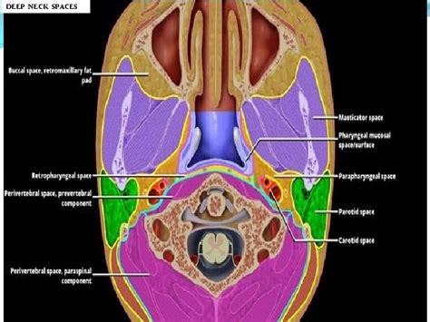 NECK SPACES AND ANATOMY DR ANURAG BIJPURIYA JUNIOR