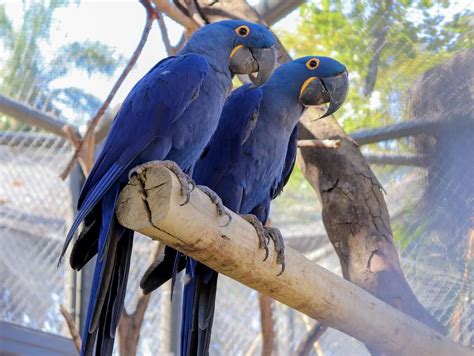 Hyacinth macaw pair - DENIMIX ANIPETS PARADISE