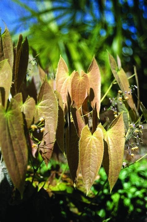 Learn about Epimedium sagittatum | Fairy Wings | Perennial Encyclopedia