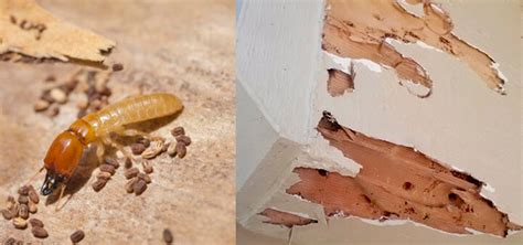 Drywood Termites: Inspection Guide and Treatment