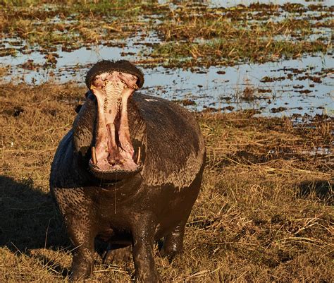 Hippo Roar Photograph by Mark Grubey - Pixels