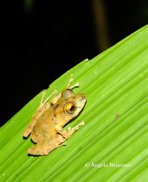 Arenal Volcano Night Tour | Private Tours | Costa Rica Nature Guides ...