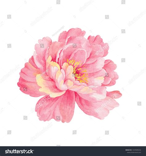 Watercolor Pink Peony Stock Illustration 1257699232 | Shutterstock