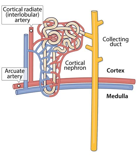 Renal Artery Branches Anatomy