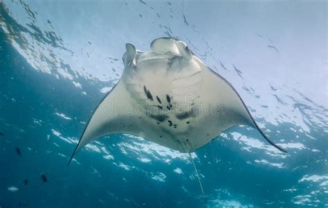 138 Manta Ray Feeding Stock Photos - Free & Royalty-Free Stock Photos from Dreamstime