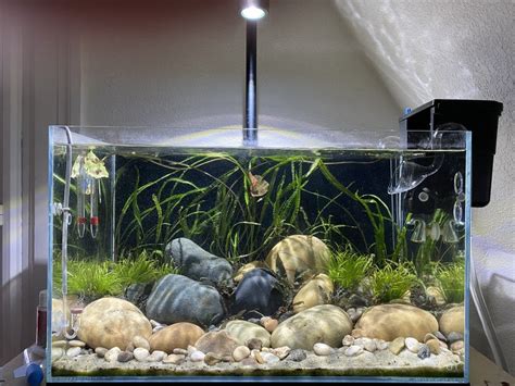 River Rock Scape (Re-uploaded images) | The Planted Tank Forum