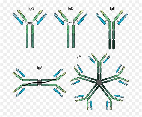 Antibody Structure